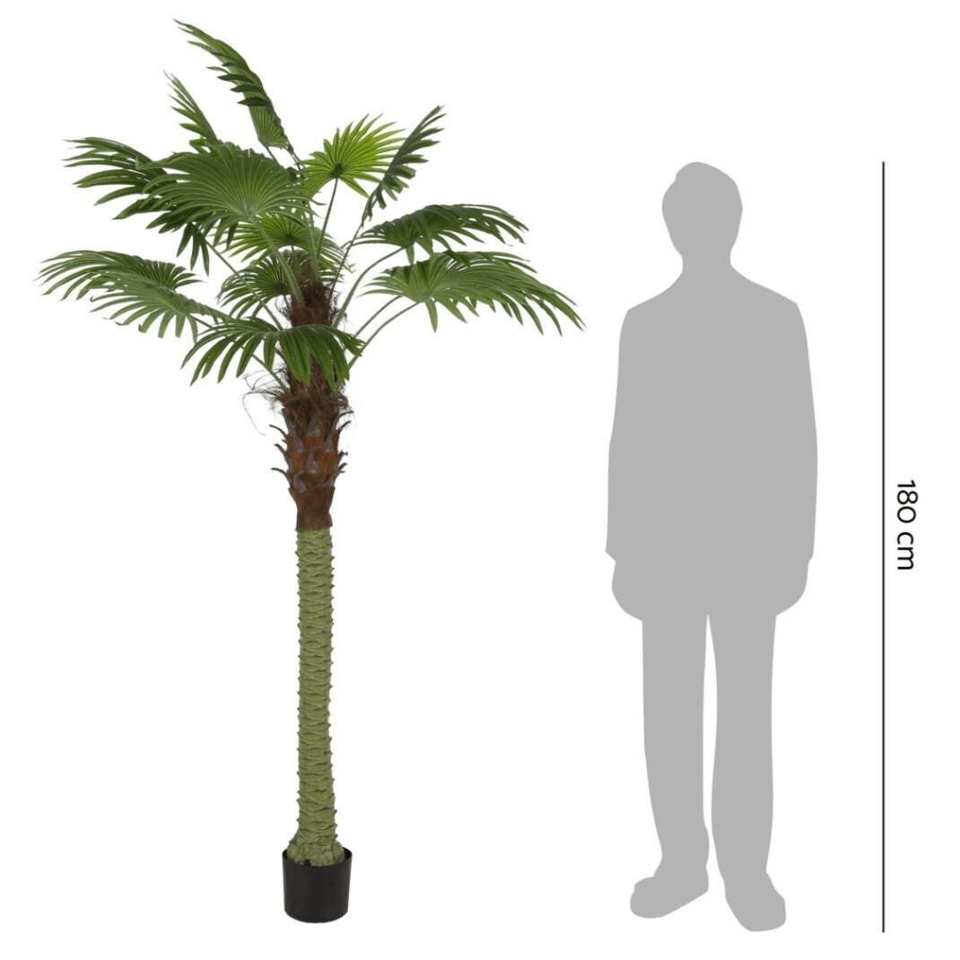 Dirbtinė vėduoklinė palmė 200 cm 3 Dirbtinė vėduoklinė palmė 200 cm 3