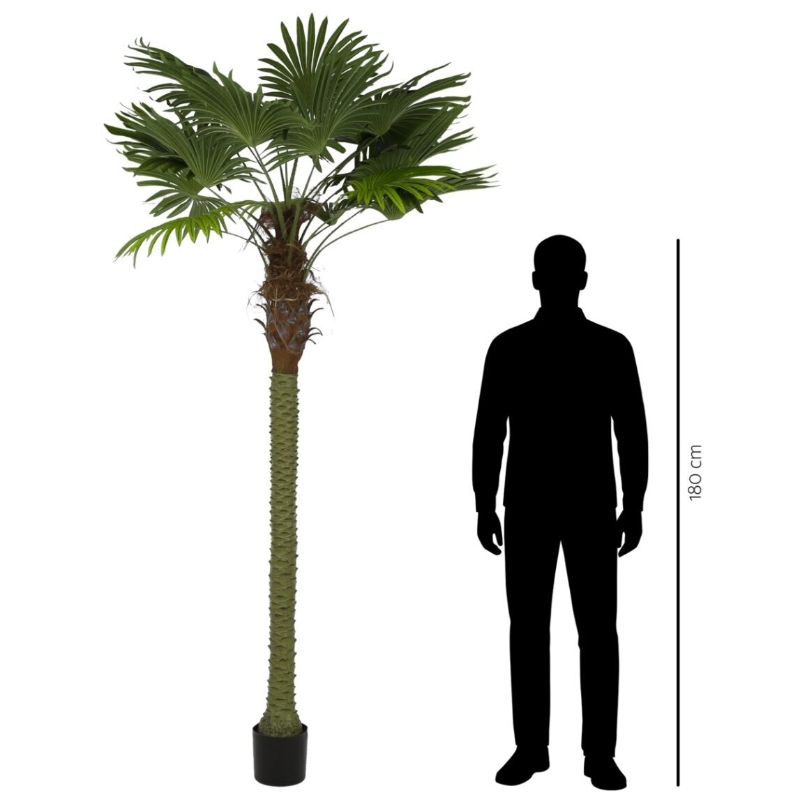 Dirbtinė vėduoklinė palmė 250 cm 2