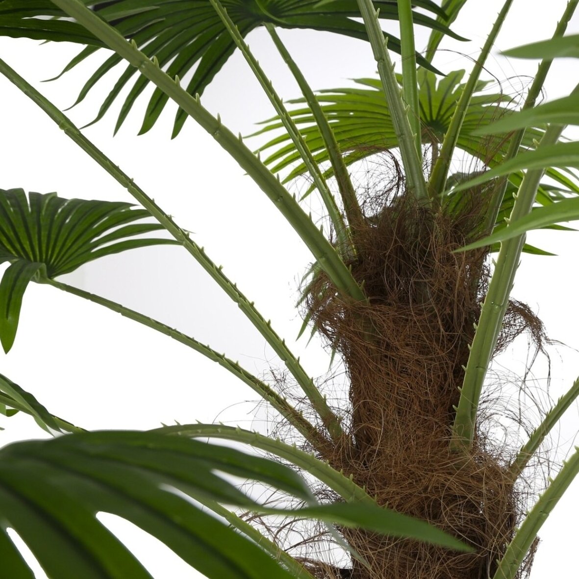 Dirbtinė vėduoklinė palmė 200 cm 2 Dirbtinė vėduoklinė palmė 200 cm 2