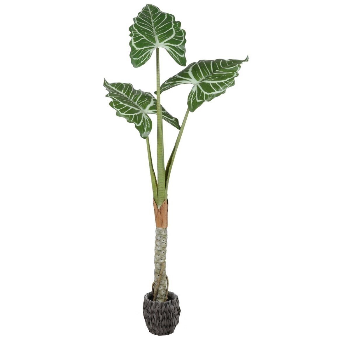Dirbtinė alokazija Cucullata 180 cm