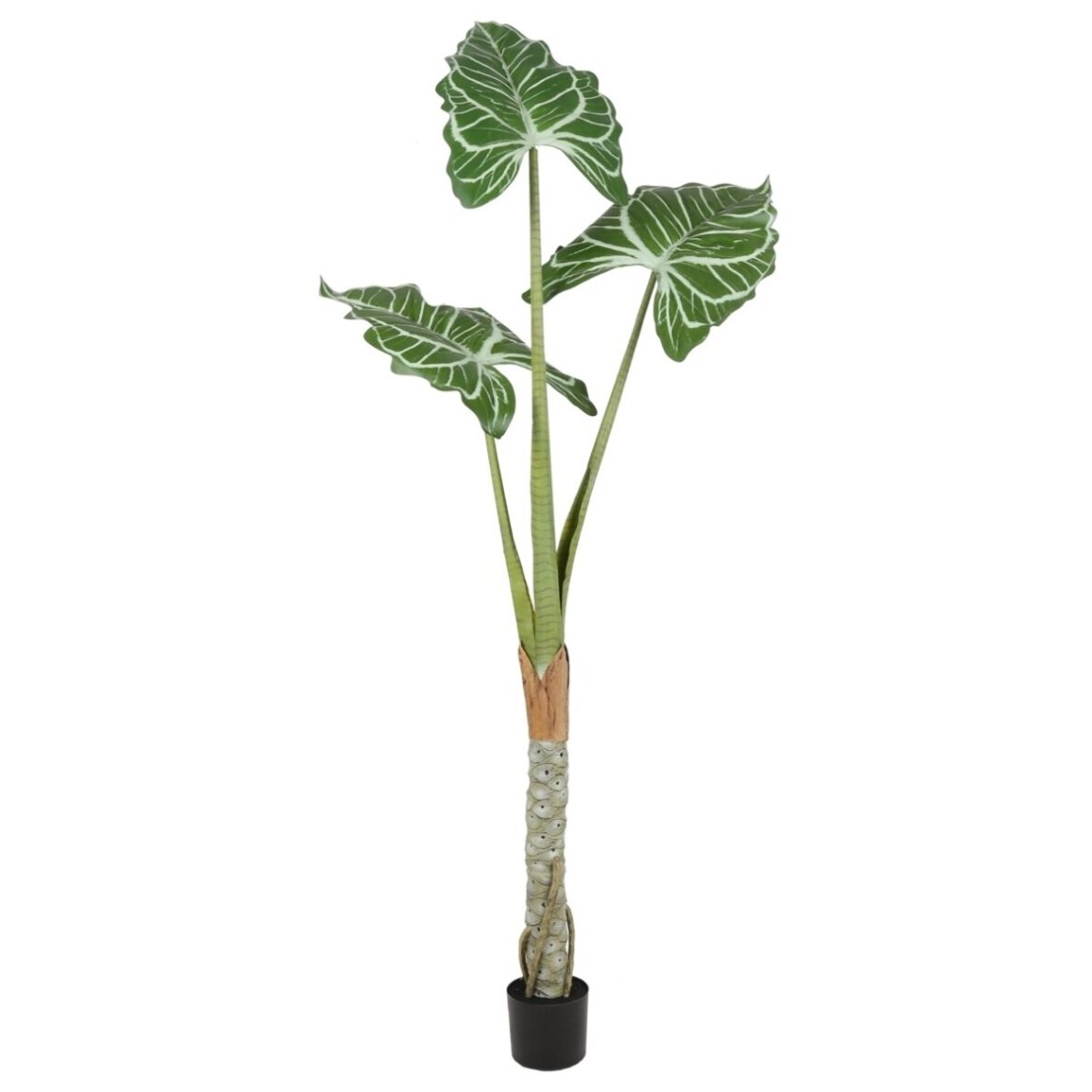 Dirbtinė alokazija Cucullata 180 cm 1