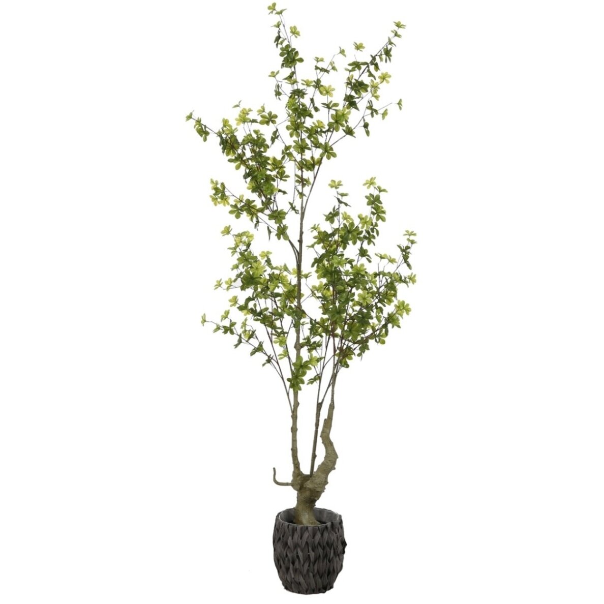 Dirbtinė chlorofitė 190 cm Dirbtinė chlorofitė 190 cm