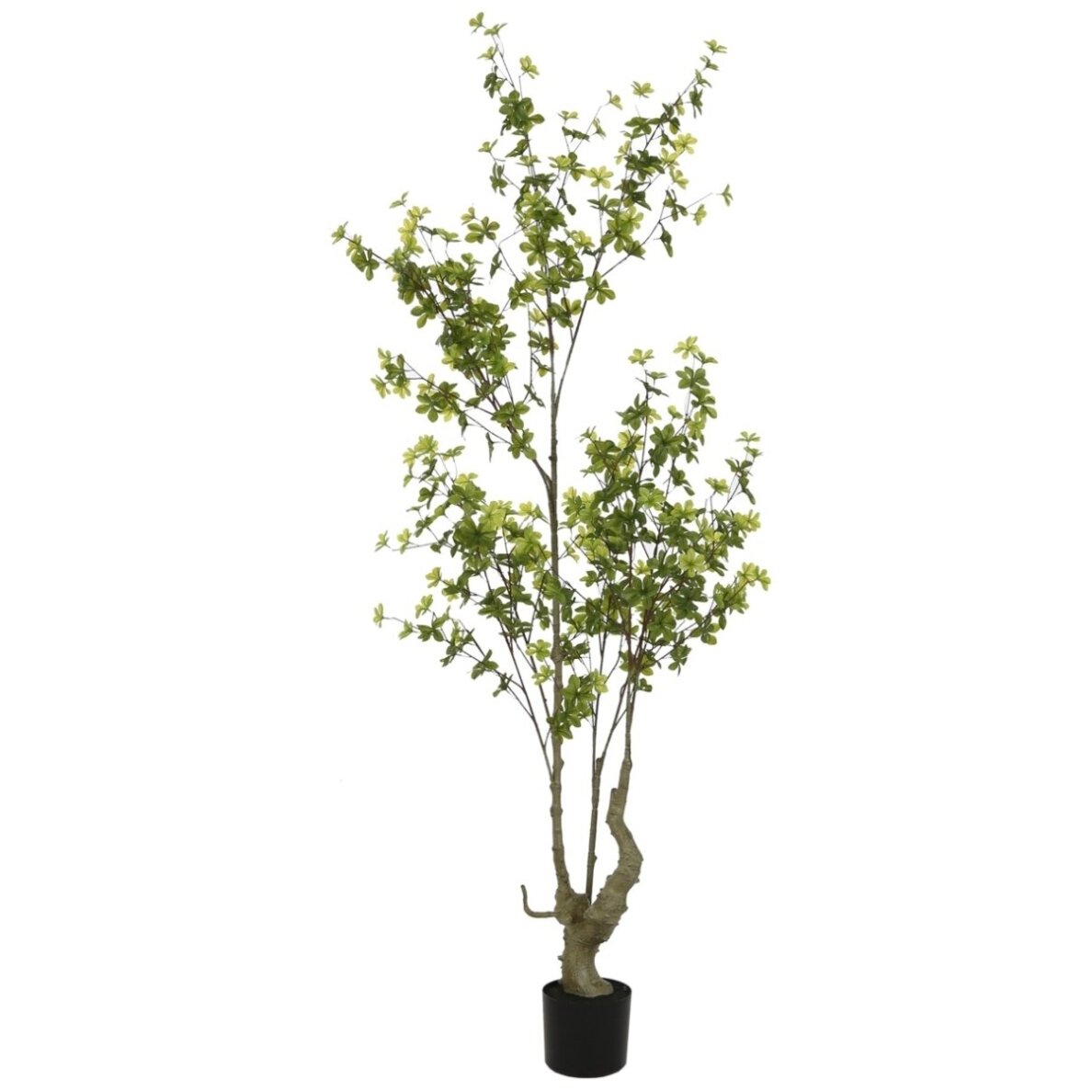 Dirbtinė chlorofitė 190 cm 1 Dirbtinė chlorofitė 190 cm 1