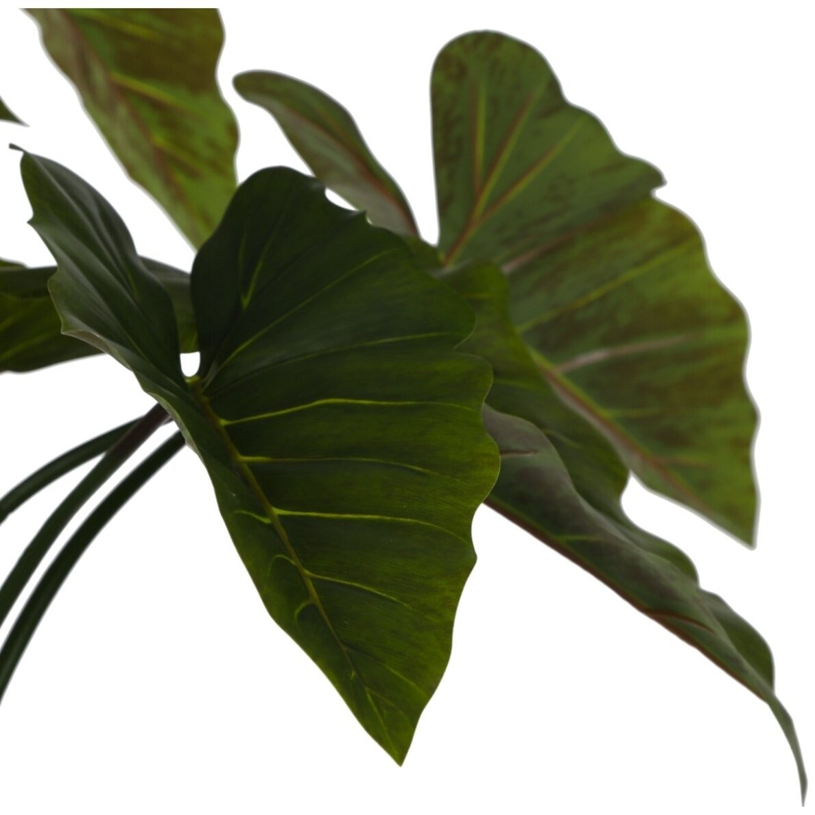 Dirbtinė kolokazija 220 cm 2 Dirbtinė kolokazija 220 cm 2