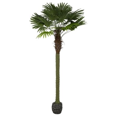 Dirbtinė vėduoklinė palmė 250 cm
