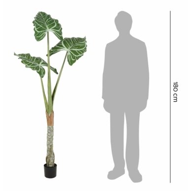 Dirbtinė alokazija Cucullata 180 cm 3