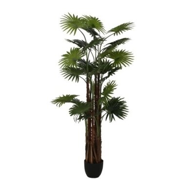Dirbtinė vėduoklinė palmė 170 cm 1