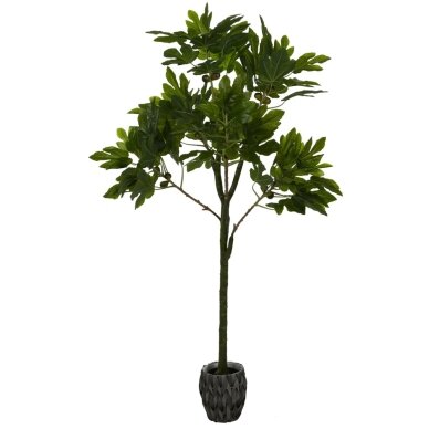 Dirbtinis fikusas 160 cm