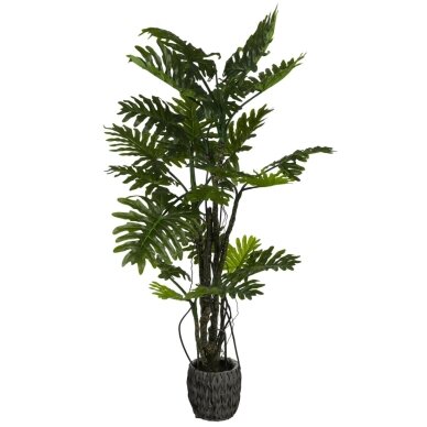 Dirbtinis filodendras Brasil 210 cm Dirbtinis filodendras Brasil 210 cm
