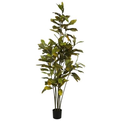 Dirbtinis krotonas 190 cm 1