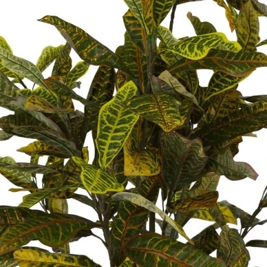 Dirbtinis krotonas 190 cm 2