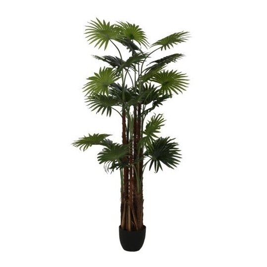 Dirbtinė vėduoklinė palmė 170 cm 1 Dirbtinė vėduoklinė palmė 170 cm 1